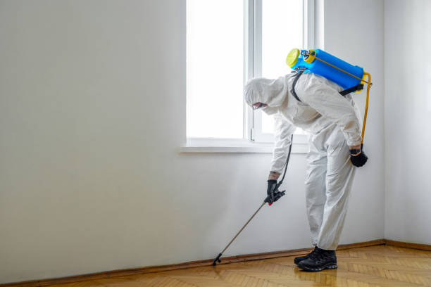 Best Flea Control Services  in El Segundo, CA