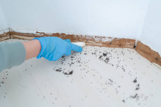 Best Pest Prevention Services  in El Segundo, CA